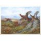 Archibald Thorburn (1860-1935), Bird studies, set of four coloured artists proofs, all signed in - Image 3 of 3