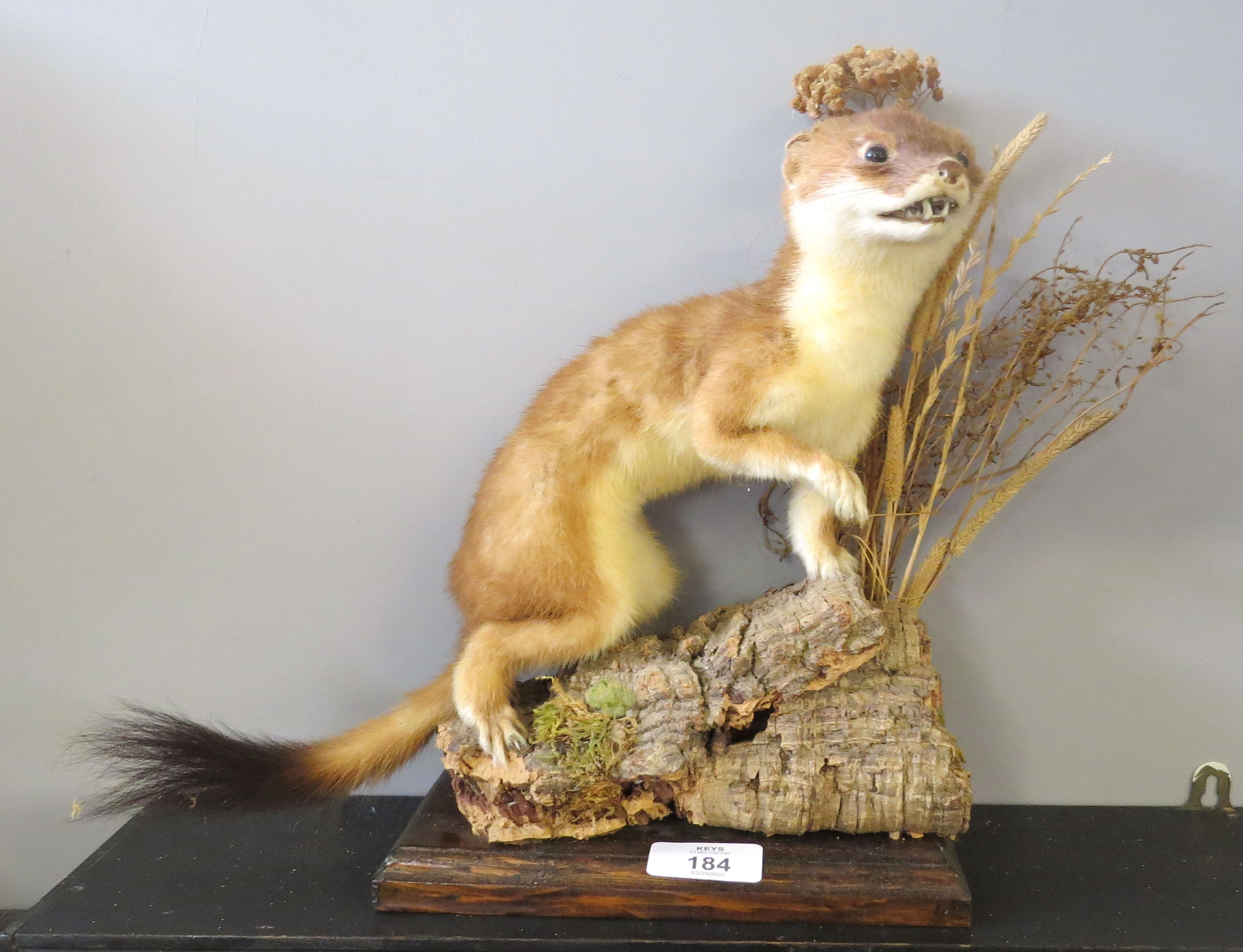 Taxidermy uncased Weasel on naturalistic base