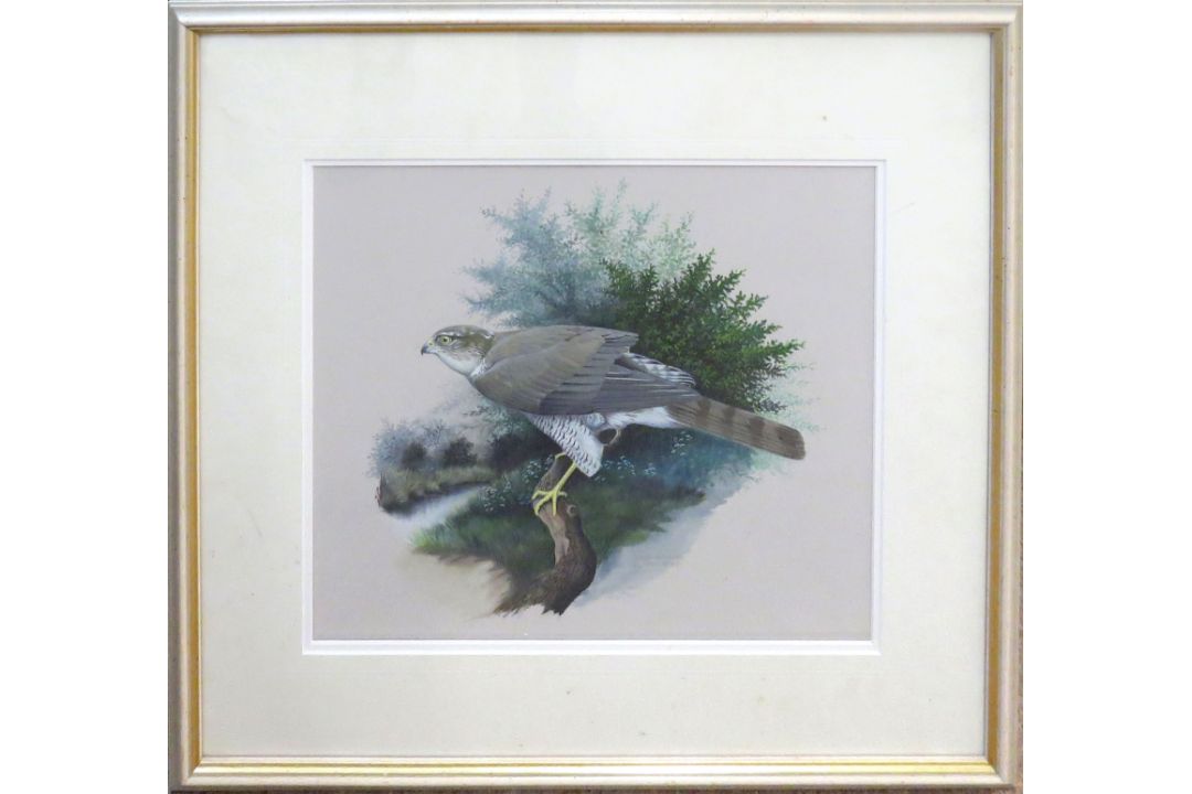 S L Marten (20th century), "Sparrowhawk", watercolour and gouache, signed and inscribed with title