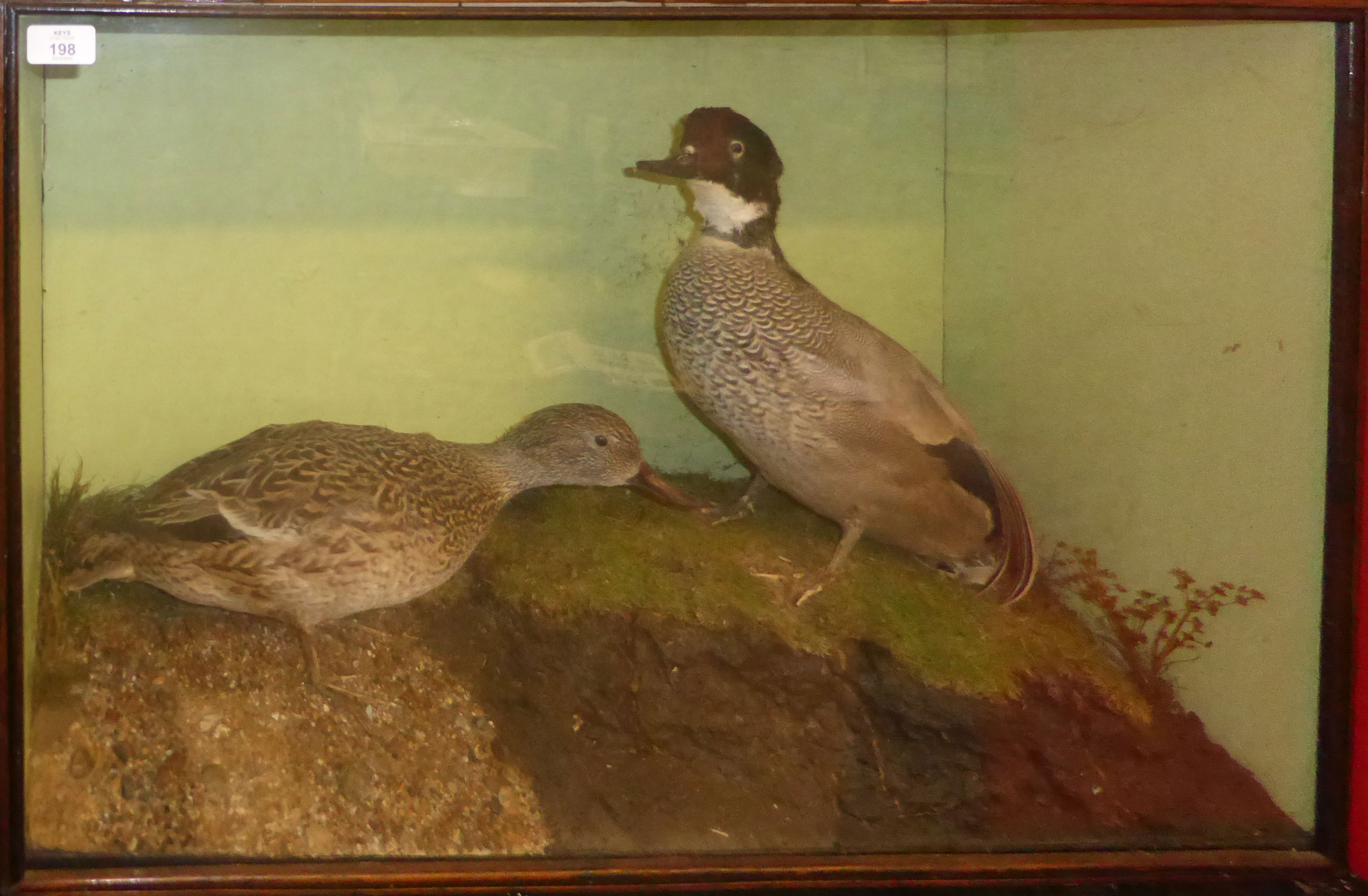 Taxidermy cased pair of ducks in naturalistic setting by H N Pashley, 50 x 78cm (a/f)