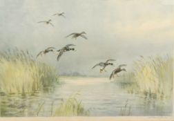 Roland Green (1896-1972), Mallard alighting, artist's coloured proof with publisher's blind stamp,