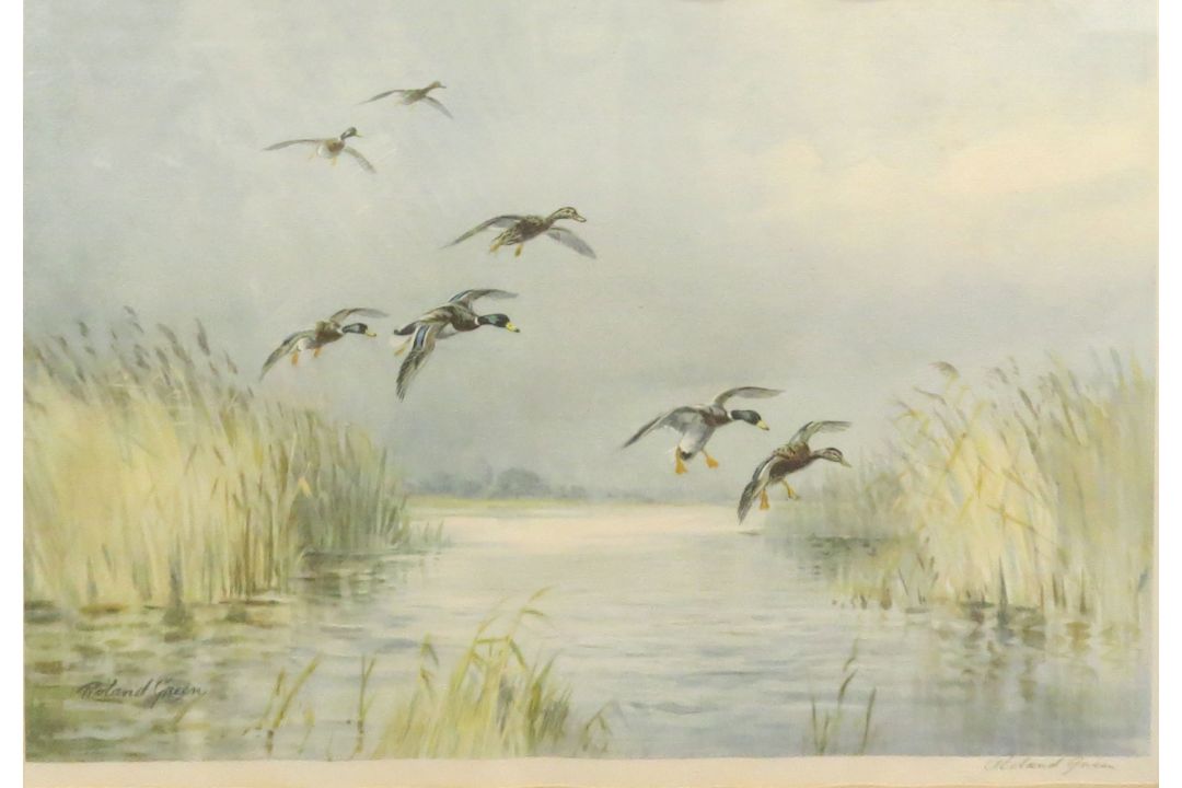 Roland Green (1896-1972), Mallard alighting, artist's coloured proof with publisher's blind stamp,