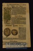 Early Herbal Quire Of 6 Leaves From 
