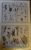 Collection of Coloured Prints of Flowers/Plants – circa 1944 – mounted ready to frame, measures