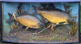 Pair of Preserved Cased Bream - mounted in bow fronted case with replaced glass c/w gilt inscription