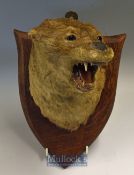 Preserved Otter Head possibly Spicer^ mounted on mahogany shield 10x7”^ mounted with open mouth