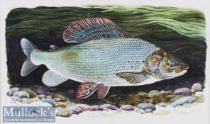 Venables, Bernard signed original water colour – “Grayling” signed lower left “Bernard Venables”