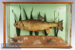 Cased Fish – Carp caught by D. Low Days Lock Thames June ’65 weight 3lb 2oz in wood and glass
