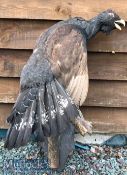Taxidermy – Large Capercaillie perched on branch affixed to slated mount^ measures 80cm approx.