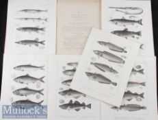 Americana – 6x original Engravings from A History of Fisher of Massachusetts by David Humphreys 1858