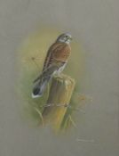 Graham Austin watercolour and gouache study of a kestrel, signed and dated 1977 lower right, 46 x
