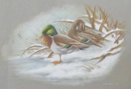 Graham Austin watercolour and gouache study of a pair of ducks, signed and dated 1977 lower right,