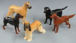 Five large Beswick dogs including Labrador Wendover Billy, Doberman, Afghan Hound, Great Dane etc,