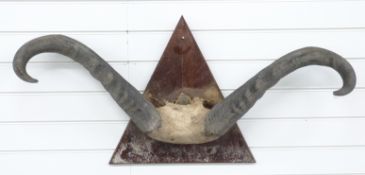 Cape Buffalo horns and skull frontpiece on wooden mount, maximum W104cm