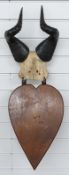 Pair of Hartebeest horns and skull frontpiece on wooden mount, W30 x H42cm
