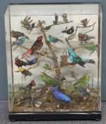 A 19thC taxidermy study of exotic birds including many varieties of humming bird, in glazed case,