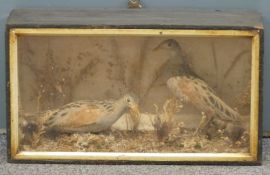 A 19th/20thC taxidermy study of two corncrakes in a glazed case, W45 x D17 x H25cm