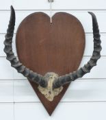 A pair of Impala horns and skull frontpiece on wooden mount, W40 x H153cm
