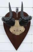 Pair of Hartebeest horns and skull frontpiece on wooden mount, W32 x H42cm