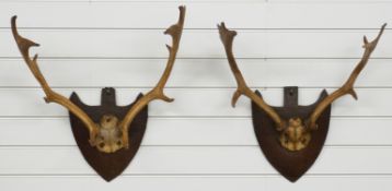 Two pairs of taxidermy stag antlers mounted on wooden shields, largest W55cm