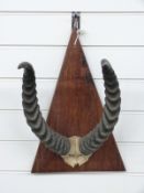 A pair of Impala horns and skull frontpiece on wooden mount, W29 x H44cm