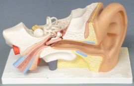 Vintage anatomical model ear with removable parts, length 34cm
