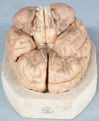Vintage Somso anatomical model brain with removable sections, with makers name to base, length 16cm