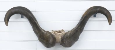 Cape Buffalo horns and skull frontpiece on wooden mount, maximum W97cm