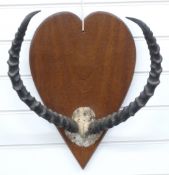 A pair of Impala horns and skull frontpiece on wooden mount, W41 x H53cm