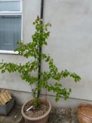 Apricot tree 
