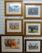 Six James Boardman signed limited edition photographs of African and other animals, largest 2/25