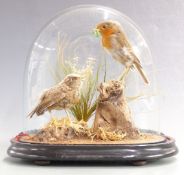 Taxidermy study of a robin feeding a chick raised on a naturalistic base under a glass dome, W25 x