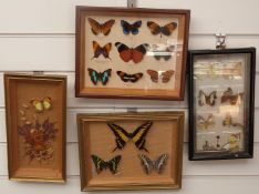 Four framed and glazed taxidermy studies of butterflies, largest 24 x 29cm