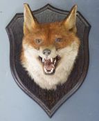 Rowland Ward taxidermy study of a fox mask, mounted on shield, shaped wooden plaque with original