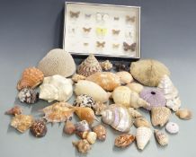 Taxidermy / Natural History interest cased collection of British butterflies, collection of corals