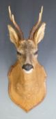 Taxidermy study of a mounted Roe deer head, H56cm
