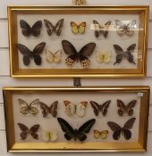 Two framed and glazed taxidermy studies of exotic butterflies, 24 x 50cm