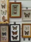 A collection of framed and glazed taxidermy studies of butterflies, largest 34 x 15cm