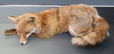 Taxidermy study of a prostrate fox, L70cm