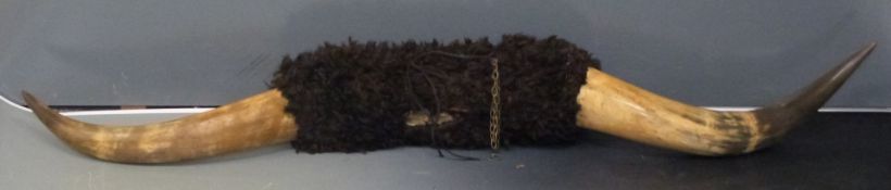 A pair of taxidermy American buffalo horns, width 144cm