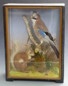 Taxidermy study of red squirrel and jay, in glazed cabinet, 49 x 37cm