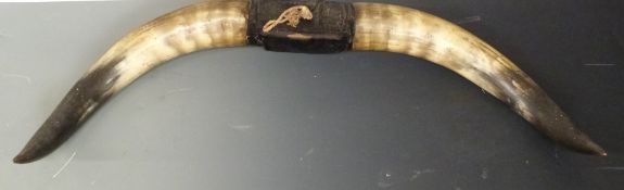 Taxidermy pair of horns, 80cm