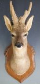Taxidermy study of a mounted Roe deer head, H56cm