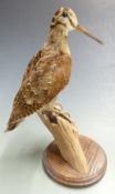 Taxidermy study of a woodcock, H 34cm