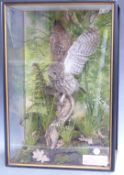 Taxidermy cased study of a Little Owl in naturalistic setting with EC certificate no 207179/05