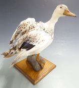 Taxidermy study of a Mallard Call duck raised on faux pebble and oak base, H39cm