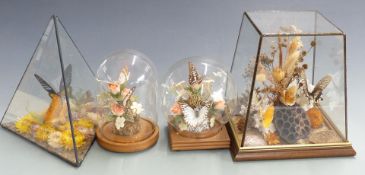 Four taxidermy studies of butterflies under glass domes and in cases, tallest 23cm