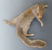Taxidermy study of a squirrel with an acorn in its mouth, with wire hanging facility, L37cm