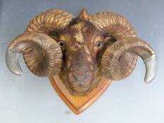 Taxidermy study of a Shetland ram with pewter mounts, probably regimental, engraved JF and JE to