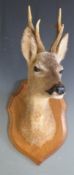 Taxidermy study of a mounted Roe deer head, H56cm